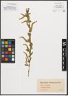 Foto von Salix triandra L.